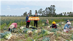 你要哪根葱？惠安百亩葱田邀您助力！
