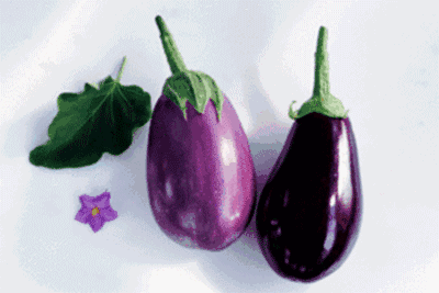 附茄子储存方法!